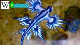 GLAUCUS ATLANTICUS  WikiNature 🍃 [upl. by Anilasor]