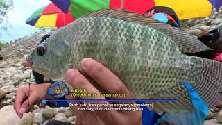 MANCING MANIA  MENCARI GURAME MONSTER DAN MUJAIR DI DALAM HUTAN 250218 13 [upl. by Magnusson684]