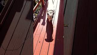 Second coat of stain looking good so far 👍💯 diy video project working staining the deck 💯👍😎 [upl. by Stephanie]