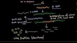 11 Replication of retrovirus [upl. by Meghan190]