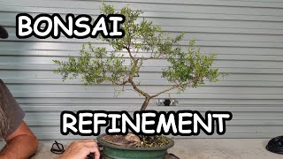 Aussie Tea Tree Bonsai Pruning amp Wiring [upl. by Berhley133]