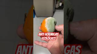 ANTI HORMIGAS ECOLÓGICO [upl. by Zsa]