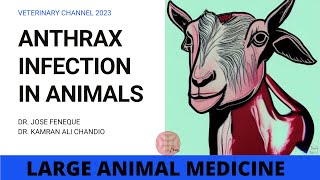 WHAT IS ANTHRAX DISEASE [upl. by Howe531]