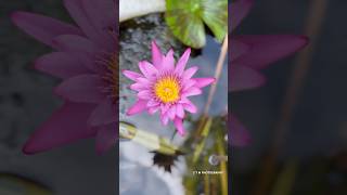 waterlily aiish mysore liana Shafeeq [upl. by Elephus340]