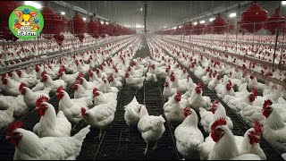 How American Farmers Raise Millions Of Poultry In The Pasture  Chicken Farming [upl. by Cone282]