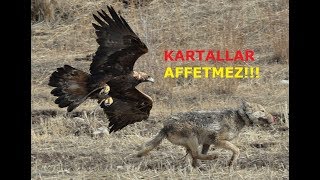 Kartallar Affetmez  En Güzel Kartal Saldırıları [upl. by Nilam583]