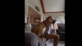 Excited Dog Hits His Neck Jumping Off The Couch [upl. by Drake]