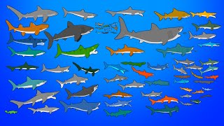 67 Extinct Sharks  Animated Size Comparison  What is the largest shark [upl. by Farmelo]