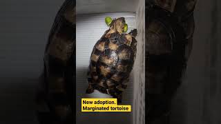 Marginated tortoise tortoisecare marginatedtortoise tortoise [upl. by Rann]