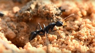 BLACK BULL ANTS  Myrmecia pilosula [upl. by Adnara]