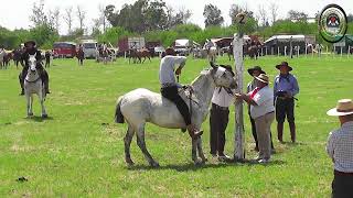 Hasenkamp Entré Ríos Festival de 🇦🇷 ABRIENDO TRANQUERAS 🇦🇷 Catclinas [upl. by Nnadroj]