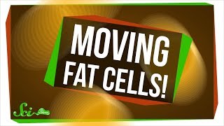 We Just Found Out Fat Cells Can Move [upl. by Martinez788]