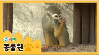 다람쥐원숭이 Squirrel monkey  포유류 원숭이친구들  쥬니버 사파리 동물원 [upl. by Eeliab]