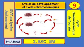 Fécondation externe chez loursin  cycle de développement et cycle chromosomique [upl. by Corbett]