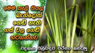 වදකහ  Acorus calamus  Sweet Flag  Variegated Sweet Flag  Wadakaha [upl. by Nosyarg]