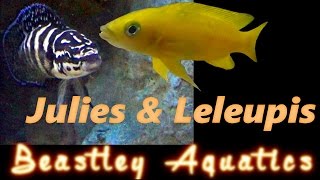 How to keep and breed Neolamprolagus leleupi and Julidochromis transcriptus [upl. by Tnattirb170]