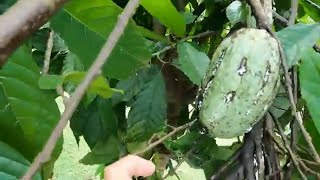 Spraying the ants on the cacao plant see them come out when you touch them for harvest [upl. by Pandolfi]