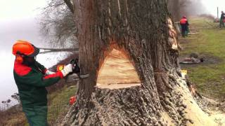 Fällkeil anschneiden am Baum [upl. by Enelrahc]