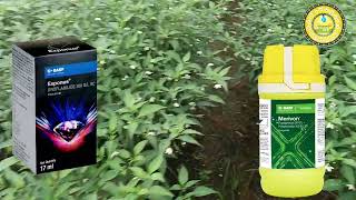 Basf Exponus broflanilide 300 Gl Sc InsecticideBASF Merivon Fungicide మిర్చిలో తోటలో ఉపయోగాలు [upl. by Eckart]