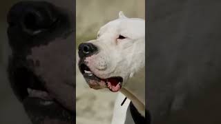 dangerous Dogo Argentino dog facts dog animals [upl. by Trevlac866]