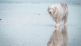 Old English Sheepdog Is it Hypoallergenic [upl. by Airdnola359]