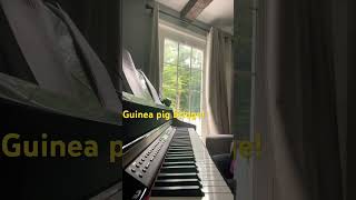 Guinea pig bridge pianocover guineapigs [upl. by Nadirehs]