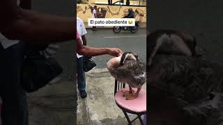 dominicano El pato obediente memes humor comedia [upl. by Derek305]