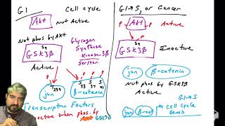 PI3K Akt pathway  part 8 Akt substrates II of II [upl. by Ynar166]