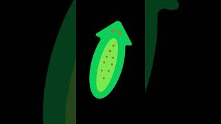 Phylum Platyhelminthes taxonomic facts 11bio [upl. by Leandre]