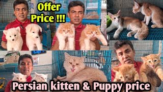 Katabon animal market in Bangladesh  Persian cat price 2024  Dog price 2024  01711467381 [upl. by Haerdna206]