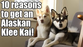 Alaskan Klee Kai 10 reasons why you need a Mini Husky [upl. by Kaslik]