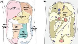 Peritoneal cavity recesses Anatomy  Subhepatic space and Pouch of douglas [upl. by Coster]