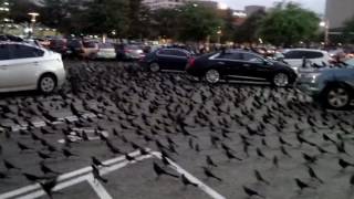 GreatTailed Grackles in Houston [upl. by Edahsalof999]