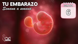 ❤️ Semana 6 de embarazo 🤰 Síntomas consejos y desarrollo del bebé  El embarazo semana a semana [upl. by Hermia]