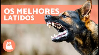 Os melhores VÍDEOS de CÃES LATINDO 🐶🐾 LATIDO de CÃES Irritados Felizes e Engraçados [upl. by Etsyrk]