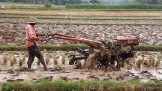 Tractor Plow Rice Fields [upl. by Claman580]