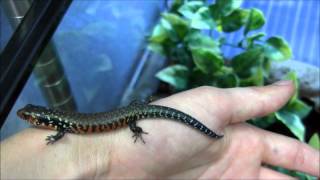 Baby Fire Skinks and Husbandry Info [upl. by Leffen143]