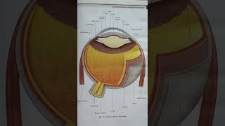 Grass anatomy of the eyeball [upl. by Felice]