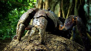 This Crab Cant Swim But Has To Lay Its Eggs In The Sea  Natures Biggest Beasts  BBC Earth [upl. by Zsolway575]