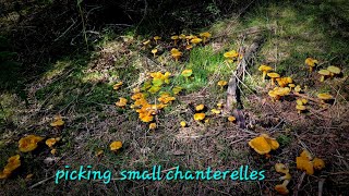 Picking small chanterelles Mushrooms chanterelles Nấm [upl. by Rochette]