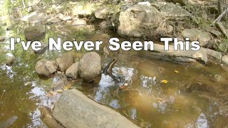 Up Close Water Moccasin Fight  Water Moccasins Fighting [upl. by Nela1]