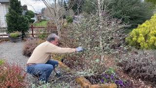 Pruning Butterfly Bush Buddleia [upl. by Atil]