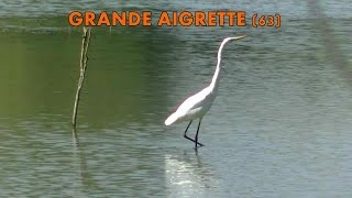 GRANDE AIGRETTE [upl. by Adihahs]