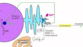 CholesterinBiosynthese ausführlich erklärt [upl. by Aicyle]