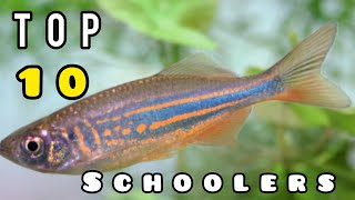 The BEST SCHOOLING FISH for your AQUARIUM [upl. by Buckingham]