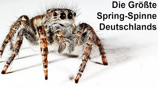 SpringSpinne gefunden  Schau was sie gemacht hat [upl. by Bartlett505]