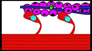 Muscle contraction OCR A ALevel Biology Revision 515 Animal Response [upl. by Ellehsat892]