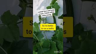 How toplant Loofah patola face amp body scrub also for soup dish viral youtube short garden [upl. by Mickie]