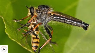 Robber Fly  The Hunting Insect [upl. by Goodden]