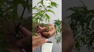 Ming Aralia Wiring Trick For Branching  1Min or Less [upl. by Sanbo]